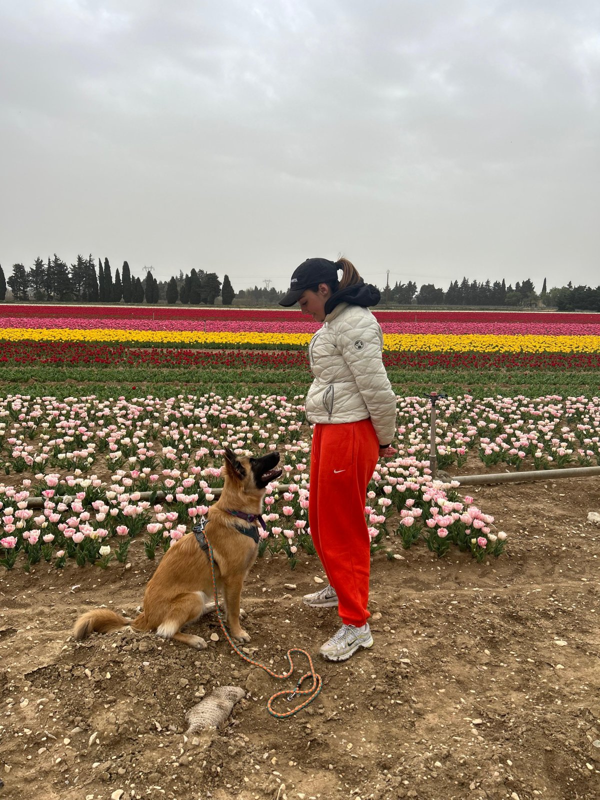 Chien attentif pendant une séance d’éducation canine